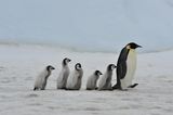 Gute-Laune-Fakten: Eine Pinguin-Familie spaziert über das Eis