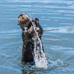 Gute-Laune-Fakten: Ein Seeotter mit einem Stein in den Vorderpfoten