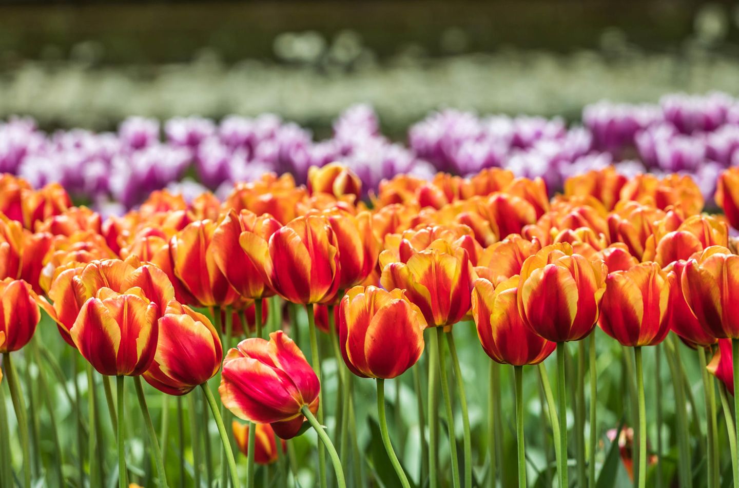 Gute-Laune-Fakten: Bunte Tulpen