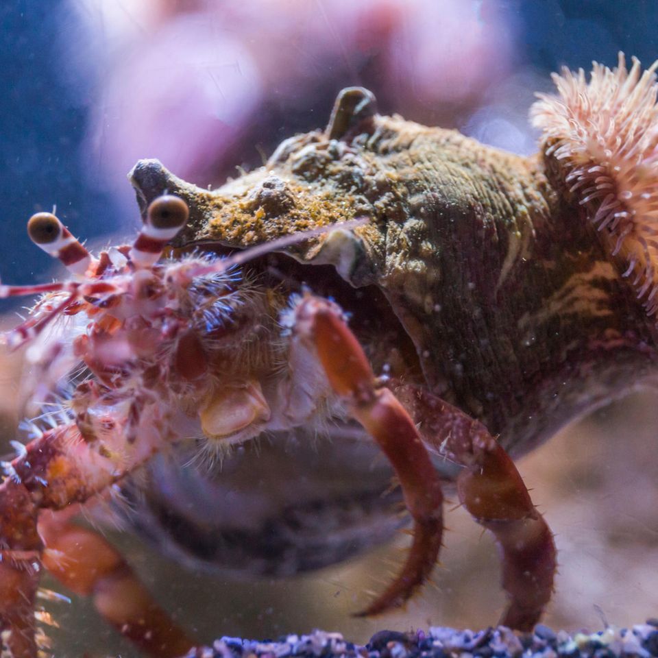 Gute-Laune-Fakten: Ein Einsiedlerkrebs mit Seeanemone