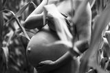 Babybäuche in der Natur: 17 zauberhafte Schwangerschaftsfotos