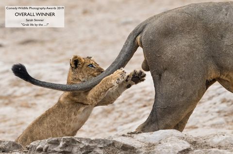 Comedy Wildlife Awards 2019: Lion cub reaches for lion "loading =" lazy