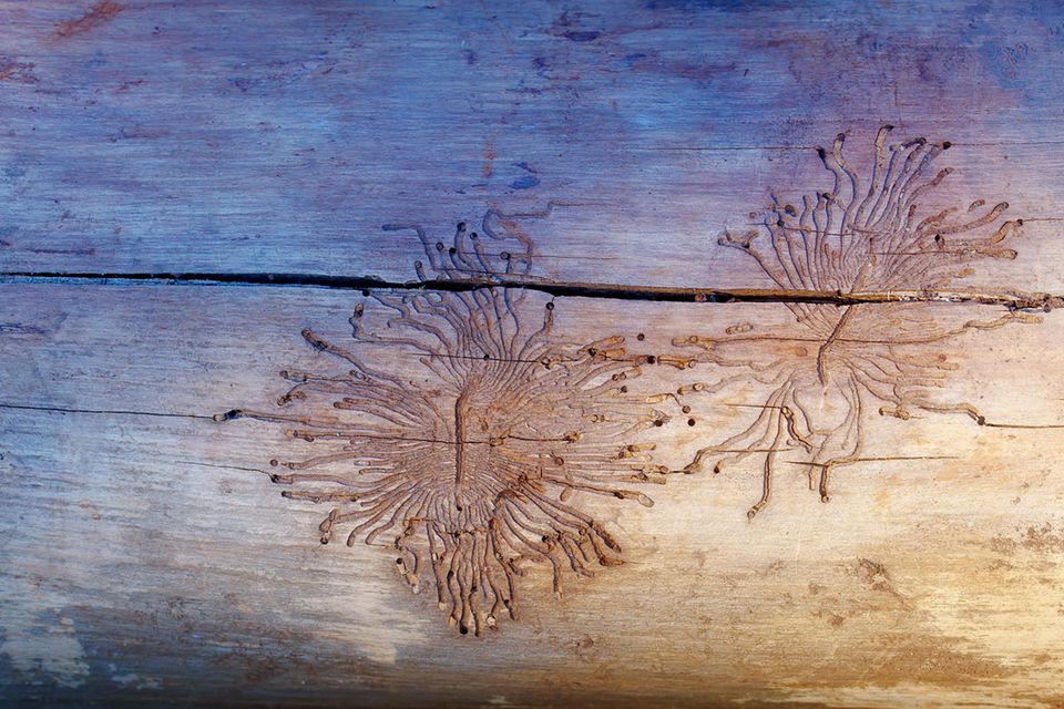 Holzwürmer bekämpfen: Spuren im Holz von Holzwürmern
