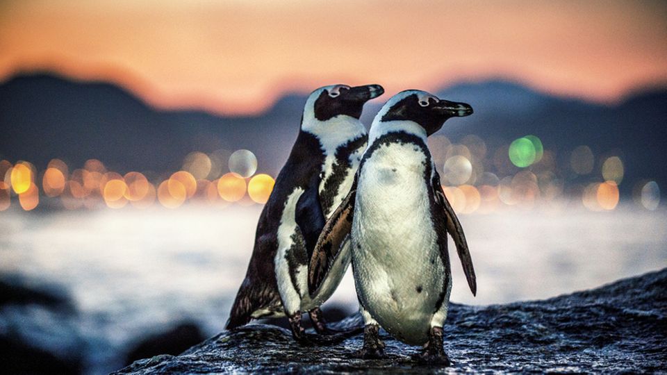 Neuseeland: Zwei Pinguine sorgen in Sushi-Laden für einen riesigen Schock