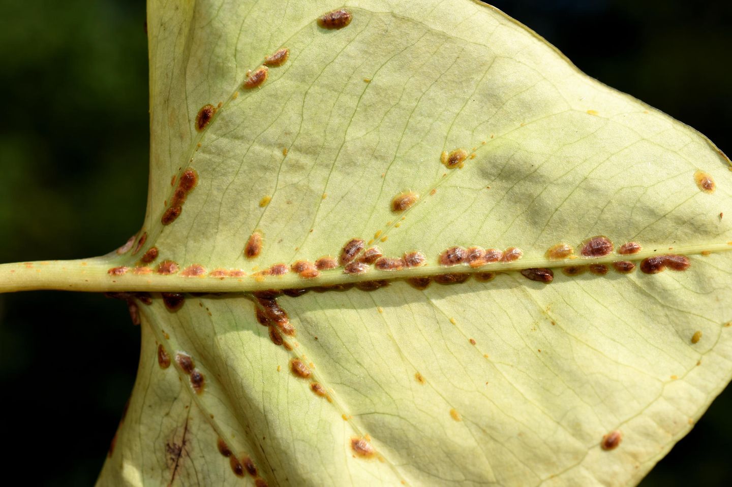 Schildläuse bekämpfen: Blattunterseite mit Schildläusen