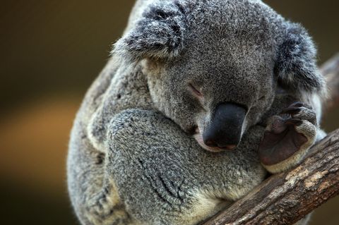 Dieser Koala wäre fast verbrannt – doch eine Frau konnte ihn retten