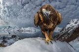 Wildlife Photographer of the Year 2019: Steinadler