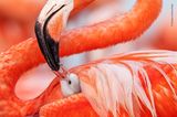 Wildlife Photographer of the Year 2019: Flamingo mit Küken