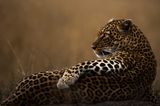 Wildlife Photographer of the Year 2019: Leopard