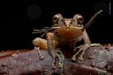 Wildlife Photographer of the Year 2019: Frosch