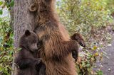 Wildlife Photographer of the Year 2019: Bären am Baum