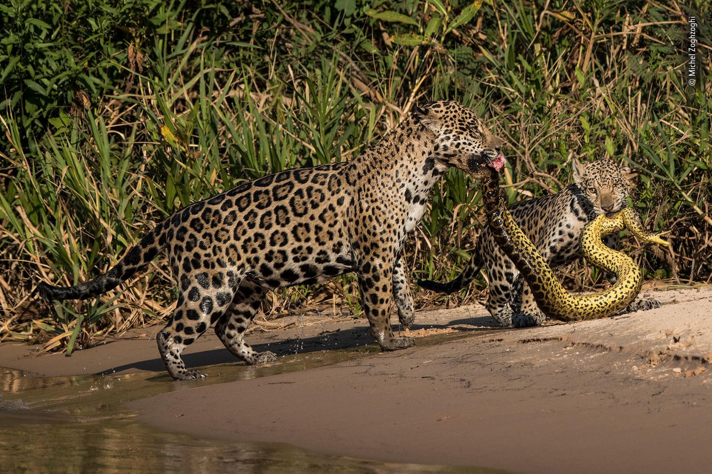 Wildlife Photographer of the Year 2019: Welches ist das schönste