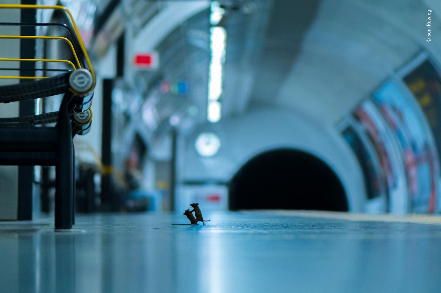 Wildlife Photographer of the Year 2019: Mäuse kämpfen auf dem Bahnsteig