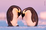 Wildlife Photographer of the Year 2019: Pinguine