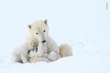 Wildlife Photographer of the Year 2019: Eisbären