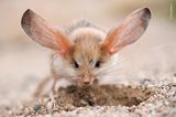 Wildlife Photographer of the Year 2019: Springmaus