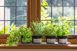 Wohntrends 2020: Indoor Gardening