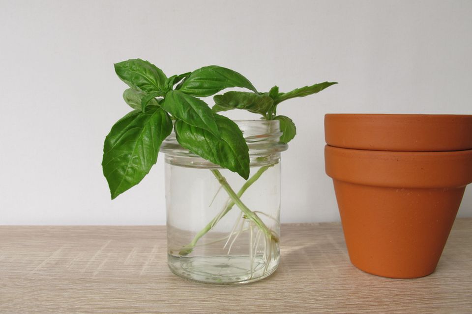 Regrowing: Basilikumstängel in Wasserglas