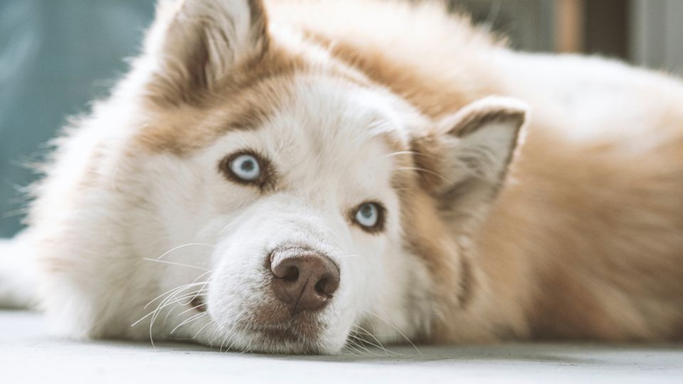 Diese Hunderassen erobern mit ihren blauen Augen euer Herz
