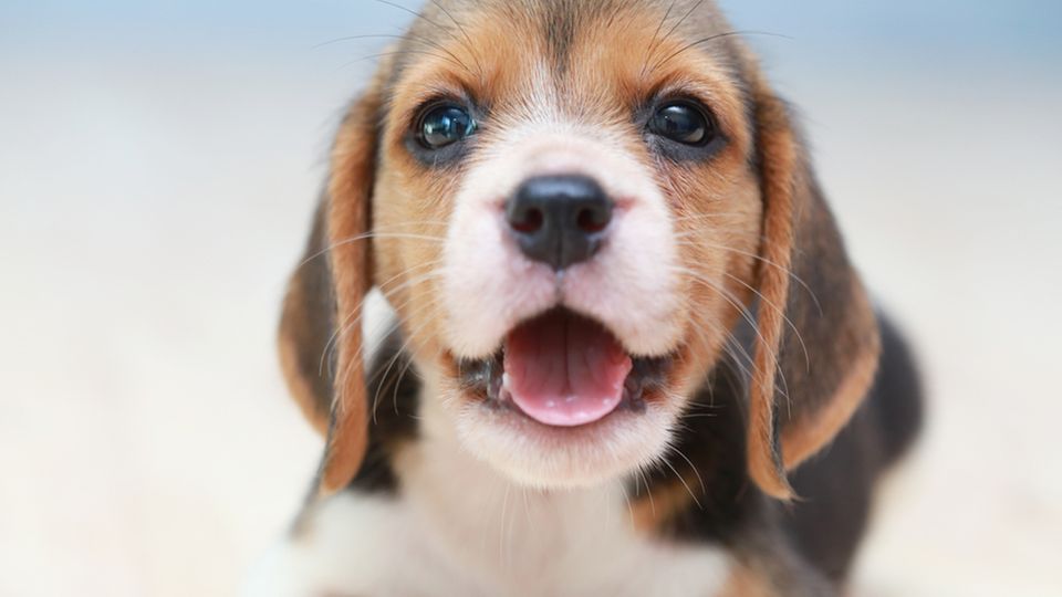 Das sind die 10 beliebtesten Hundenamen der Deutschen!