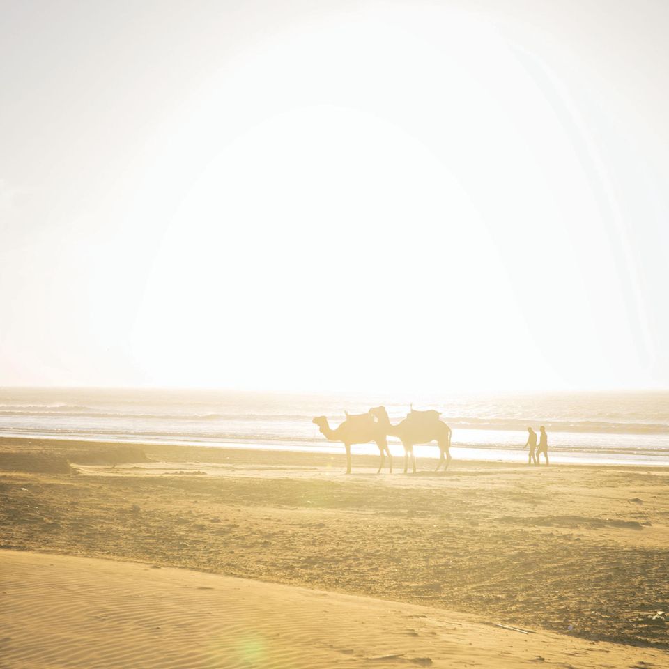 Marrakesch-Tipps: Kamele am Strand von Essaouira