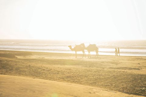 Marrakesch-Tipps: Kamele am Strand von Essaouira