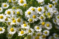Hausmittel: Kamille Blüten der Kamille