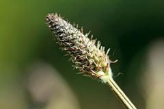 Hausmittel: Spitzwegerich Blüte des Spitzwegerich