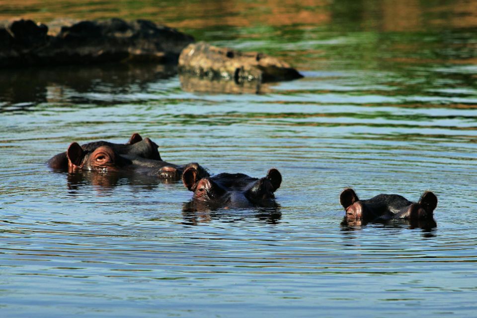 Drakensberge: Südafrika-Safari mal anders: Flusspferde im Fluss