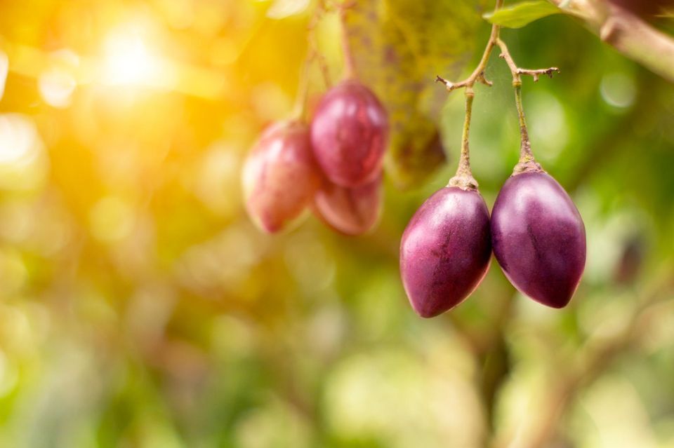 Baumtomate Rezepte - Exotische Früchte: Tamarillo Oder Baumtomate