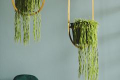 Exotische Zimmerpflanzen: Lust auf Monstera & Co. Exotische Zimmerpflanzen: Lust auf Monstera & Co.: Hängepflanzen