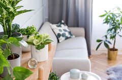 Exotische Zimmerpflanzen: Lust auf Monstera & Co. Exotische Zimmerpflanzen: Lust auf Monstera & Co.: Verschiedene Pflanzen