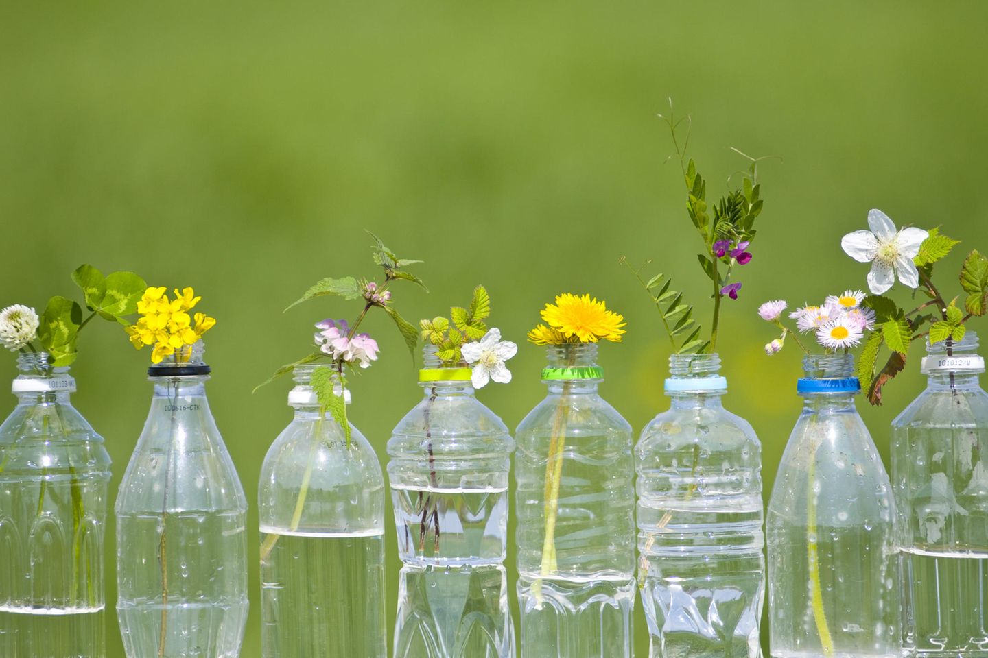 PET-Recycling: Zu schön, um wahr zu sein?: Blumen in PET-Flaschen