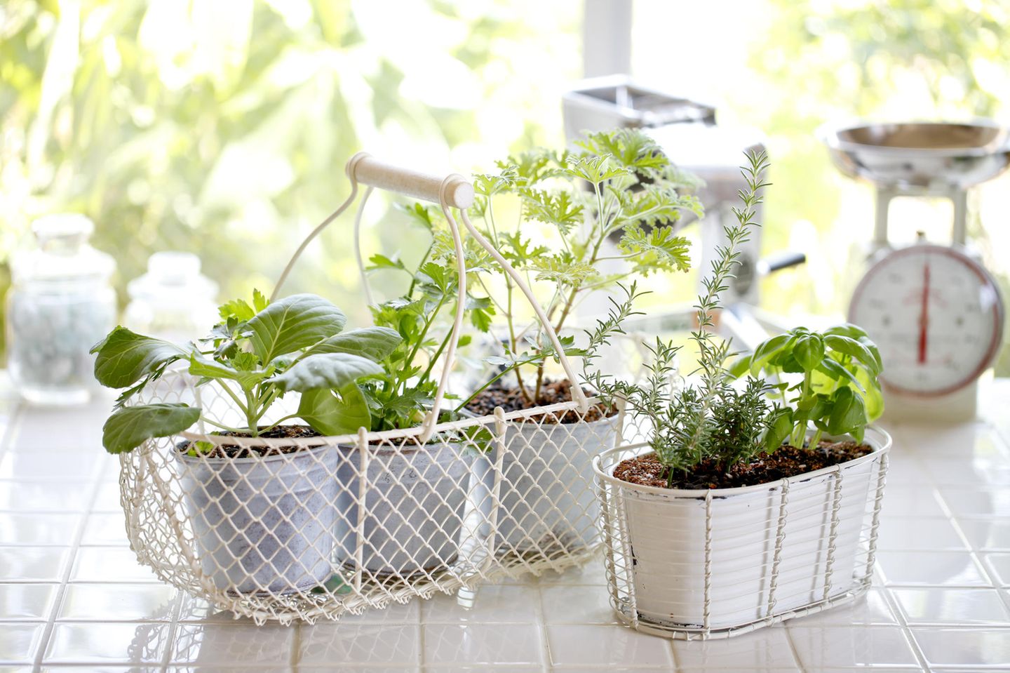Indoor Garden & Smart Garden: Küchenkräuter