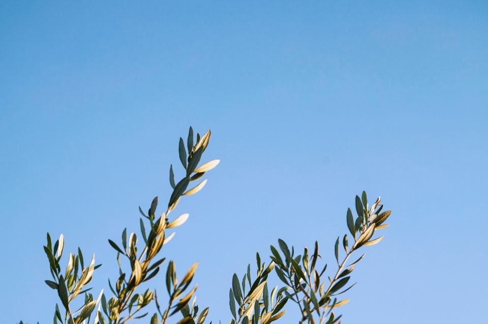 Ecosia: Per Klick ein neuer Baum: Baumkrone