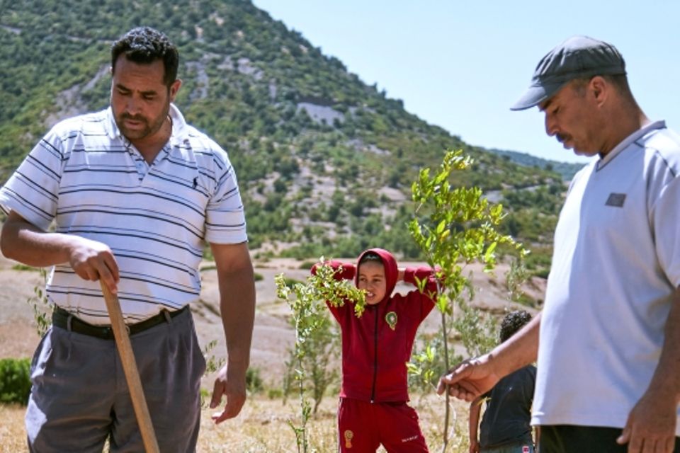 Ecosia: Per Klick ein neuer Baum: Baumpflanzung in Marokko