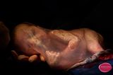 Geburtsfotos 2020: Neugeborenes in Fruchtblase