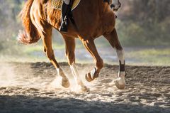 Get Westernreiten cowboy sprueche HD