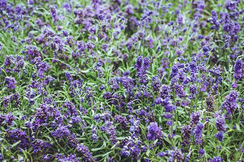 Lavendel vermehren: So geht's