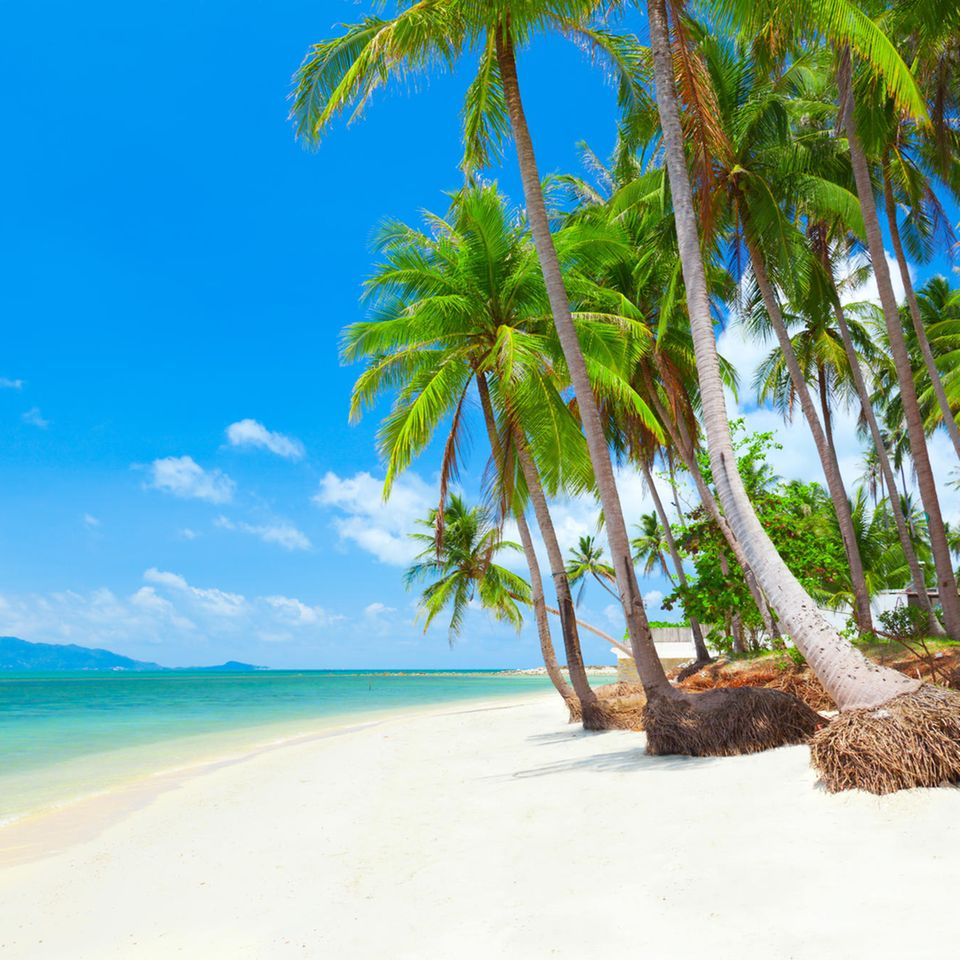 Strand mit Palmen