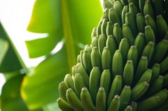 Kanaren: Teneriffas Norden Bananen auf Teneriffa