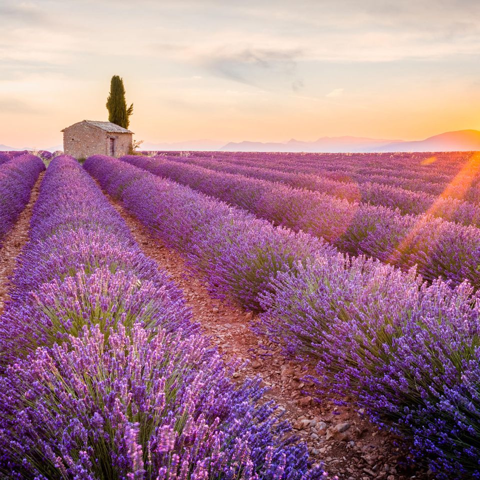 Lavendelfeld in der französischen Provence