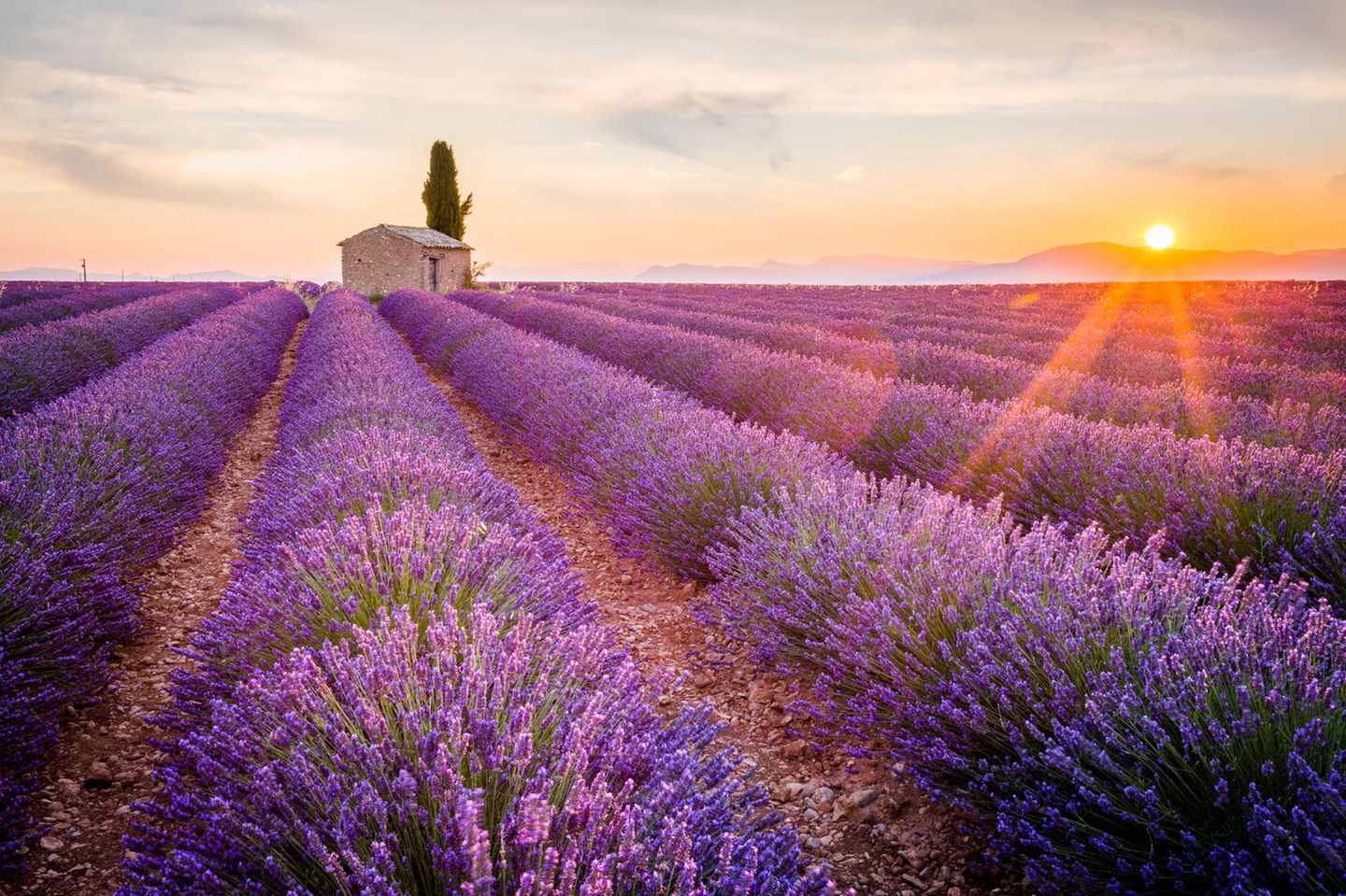 Lavendelfeld in der französischen Provence