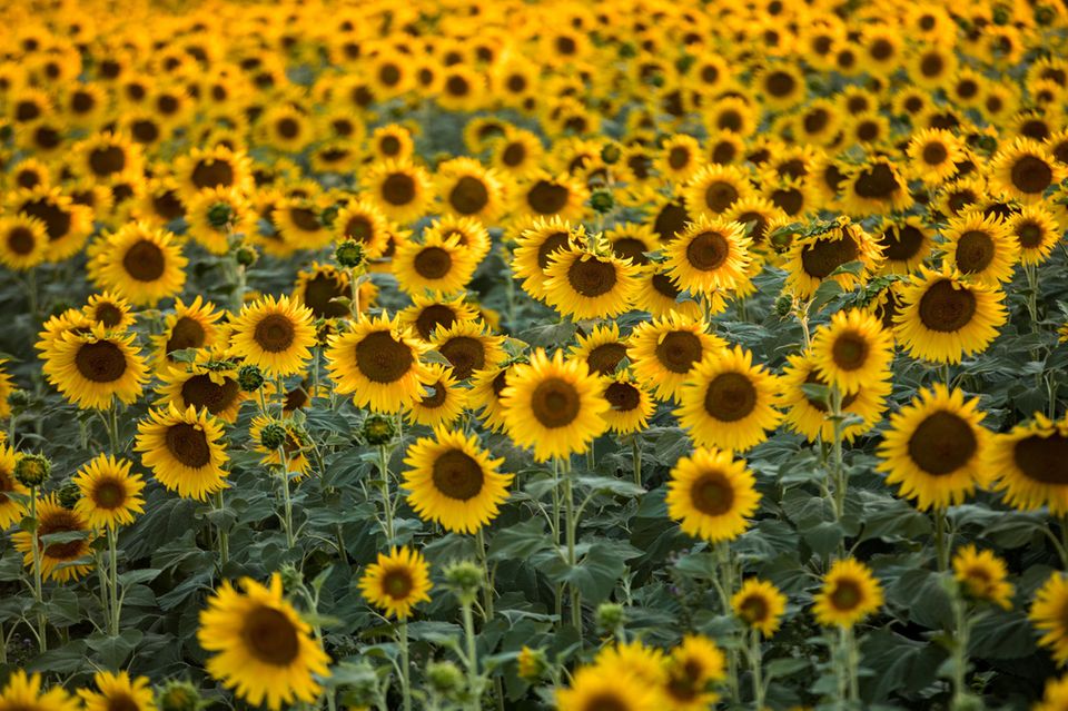 Provence Sonenblumenfeld