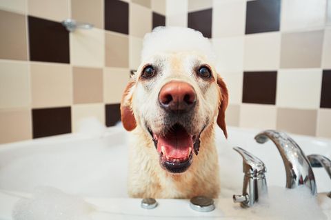 Hund waschen: Hund in einer Wanne