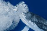 Unterwasserbilder 2020: Wal mit Blubberblasen