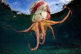Unterwasserbilder 2020: Oktopus mit Fußball