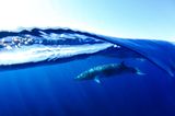 Unterwasserbilder 2020: Zwergwal unter Wasser