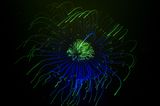 Unterwasserbilder 2020: fluoreszierende Anemone