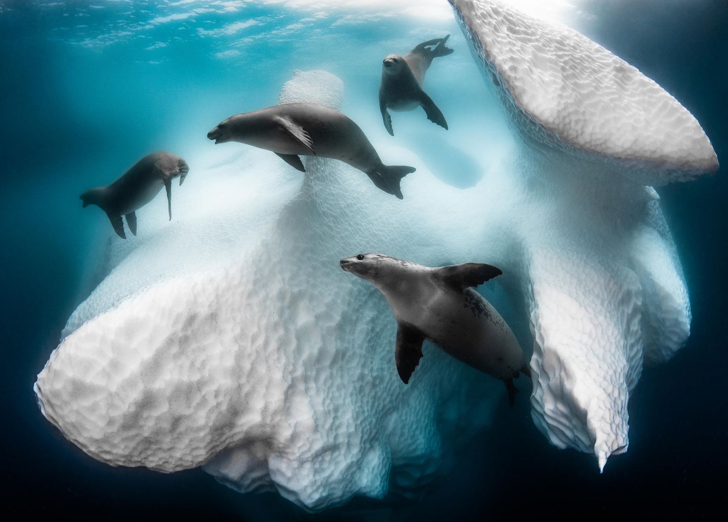 Unterwasserbilder 2020: Eisberg mit Robben